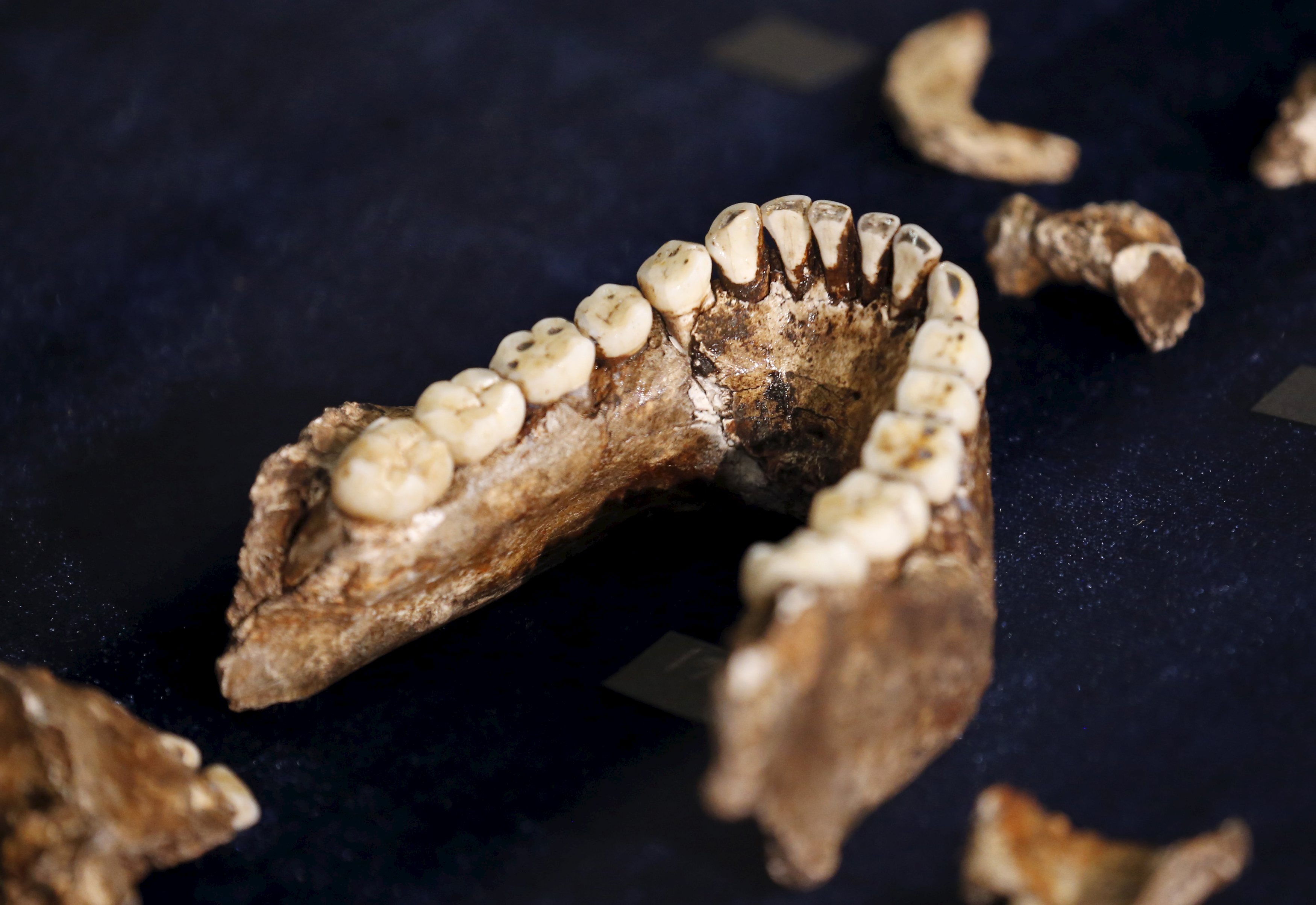 Fossils of a newly discovered ancient species, named "Homo naledi", are pictured during their unveiling outside Johannesburg September 10, 2015. Humanity's claim to uniqueness just suffered another setback: scientists reported on Thursday that the newly discovered ancient species related to humans also appeared to bury its dead. Fossils of the creature were unearthed in a deep cave near the famed sites of Sterkfontein and Swartkrans, treasure troves 50 km (30 miles) northwest of Johannesburg that have yielded pieces of the puzzle of human evolution for decades. The new species has been named 'Homo naledi', in honour of the "Rising Star" cave where it was found. Naledi means "star" in South Africa's Sesotho language. REUTERS/Siphiwe Sibeko